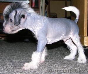 продам щенят китайской голой хохлатой #21244