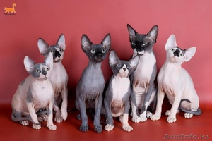 Котята канадского сфинкса #21115