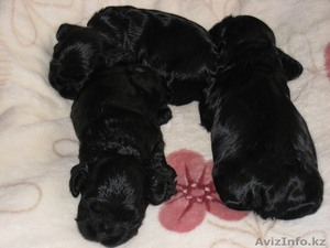 Продам щенков американского кокер-спаниеля. #23828