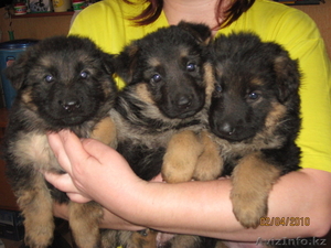 Продам щенков немецкой овчарки. #23399