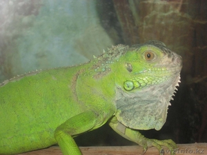 Зеленая инуана продажа #24509