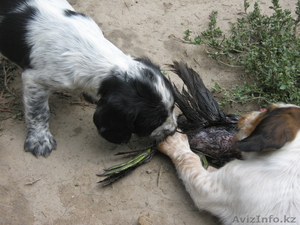 Русский Спаниель #26025