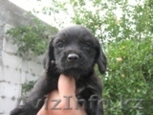 Щенки русского охотничего спаниеля #26022