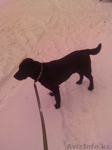 Собаку Лабрадор Ретривер #20950