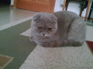 Британская-Вислоухая #23492