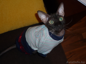 отдам в хорошие руки #22192