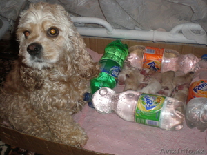 щенки американского кокер спаниеля #19443