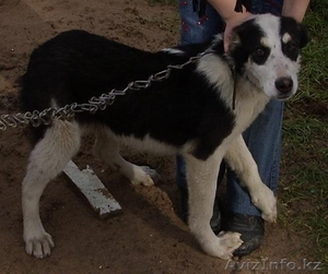 Щенки средне-азиатской овчарки (Алабаи) #21954