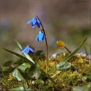 Выполню письменные переводы: англ.рус.,  рус.англ. #24118