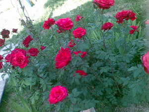 Участок под ИЖС 10соток #30210