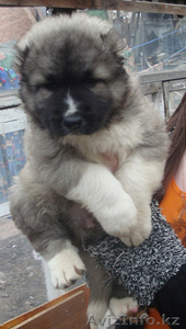 Щенки кавказской овчарки в Караганде #29043