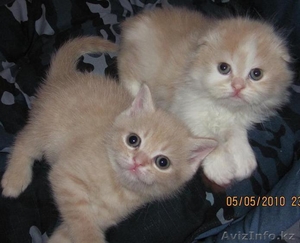 Продаются шотландские котята,  вислоухие и прямоухие Алматы - Кошки #35570
