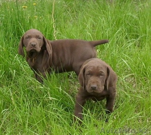 ЩЕНОК KУРЦХААРА #32039