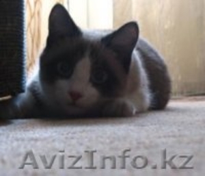 Отдам кота в хорошие руки! #27611