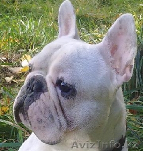 Вязка французского бульдога #35892