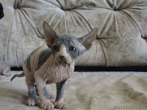 Канадские сфинксята! #31965