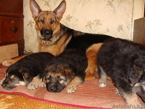 продам щенка восточно-европейской овчарки #31833