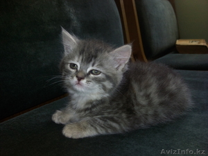 полуперсы красивые котята  #33014