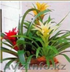 продам отростки #31348