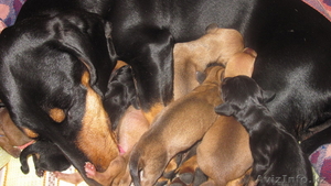 ПРОДАМ ЩЕНКОВ ТАКСЫ! #31492