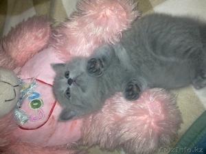 британские и вислоухие котята #30780