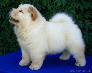 Продам щенков чау-чау #47275