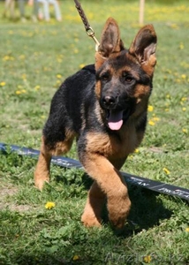 Продам щенков немецкой овчарки #46886