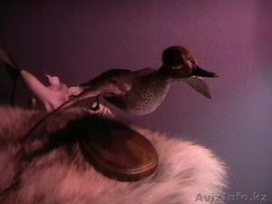 Чучело утки чирок-свистунок (селезень) #47037