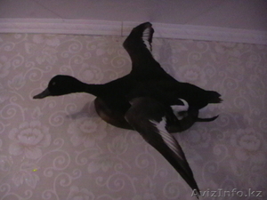 Чучело утки *хохлатая чернить-селезень* #47047