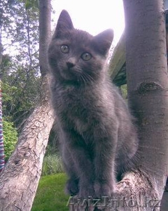 Отдам котенка в хорошие руки #41310