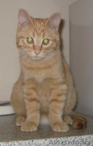 подарю котенка самого лучшего #44498