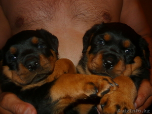 щенков ротвейлера #40503