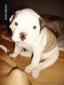 ЩЕНКИ АМЕРИКАНСКОГО БУЛЬДОГА #44377