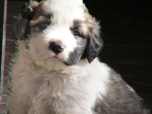 Московская сторожевая #40868