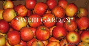 Наиболее хорошие яблоки из Польши - большой опт !!! #39894