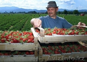 Клубника свежая из Польши #37448