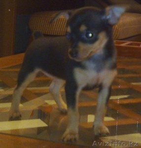 Русский той терьер #38454