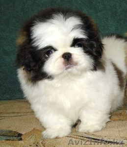 Кабели Пекинес и Японский Хин,  щенки Пекинес #49129
