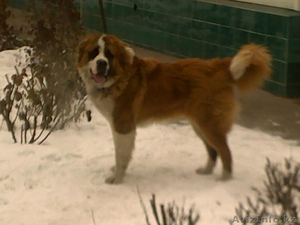 кобель МОСКОВСКОЙ СТОРОЖЕВОЙ 2 года #49166