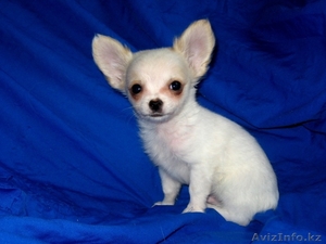 собака ЧИХУАХУА #51844
