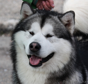 Аляскинские маламуты #58204