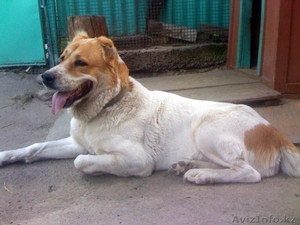 Алабай,  среднеазиатская овчарка  #53713