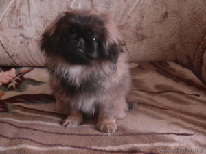 Продам пекинесов #56095
