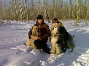 Щенков породы 