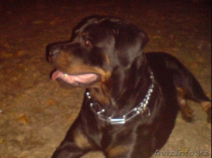 Щенки Ротвейлера с родословной! #53925