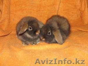 ПРОДАЮТСЯ КРОЛИКИ И МОРСКИЕ СВИНКИ #57980