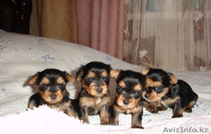 Продам щенков йоркширского терьера (мини) #52478