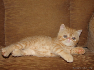 Котята-Котята-Котята))) #58412