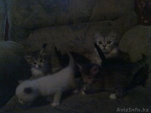 котята разных окрасов #55806