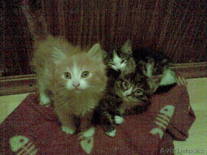 Отдам котят в хорошие добрые руки #51088
